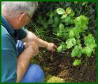 GARDENING
