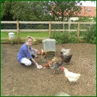 FEEDINGCHICKENS